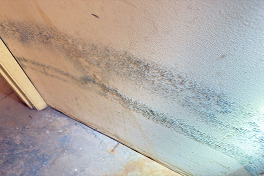 mold on drywall
